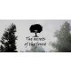 The Secrets of The Forest