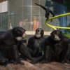 Planet Zoo: Twilight Pack (DLC)