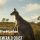 theHunter: Call of the Wild - Emerald Coast Australia (DLC)